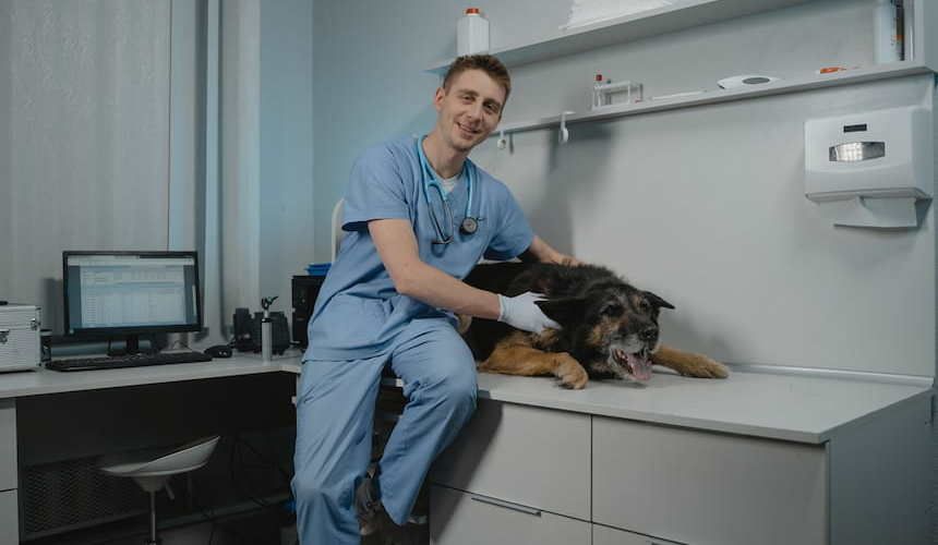 Hund beim Tierarzt zur Behandlung seiner Futterallergie