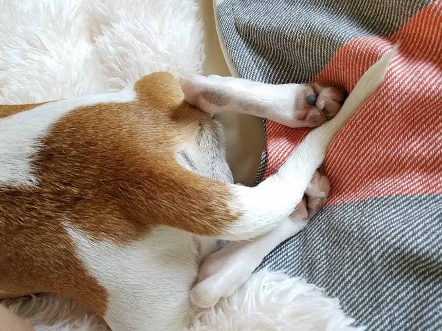Hund liegt auf Decke uns streckt die Beine von sich