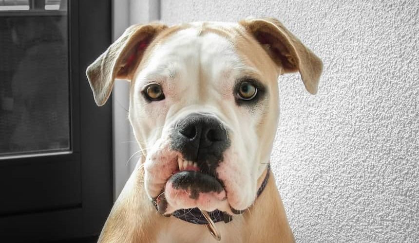 Zahnpflege ist auch für Hunde wichtig