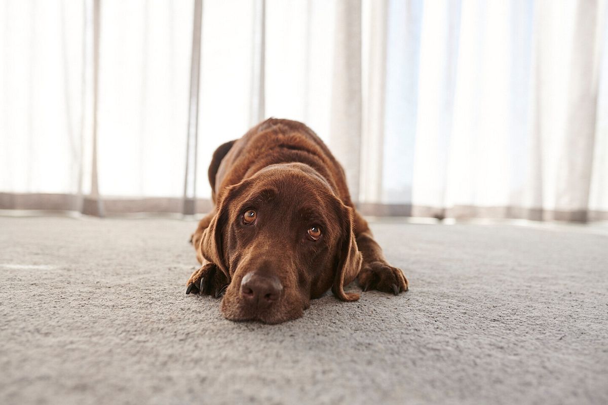 Spezialnahrung für kranke Hunde