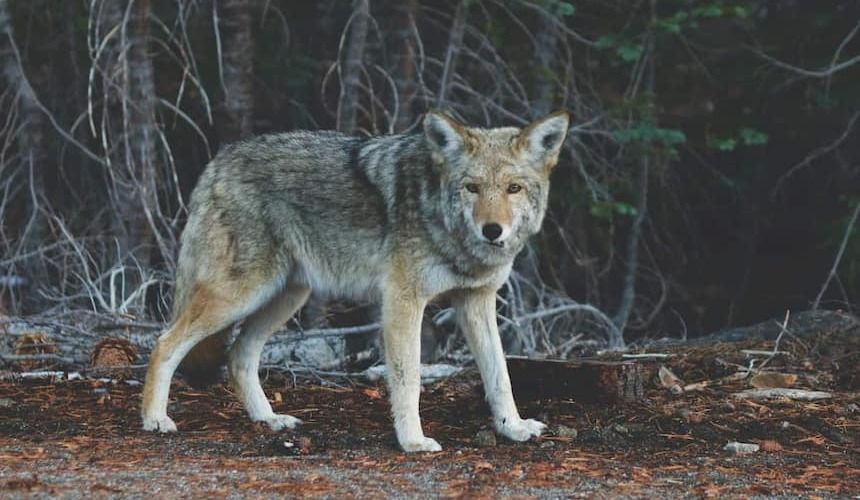 Wolf am Waldrand