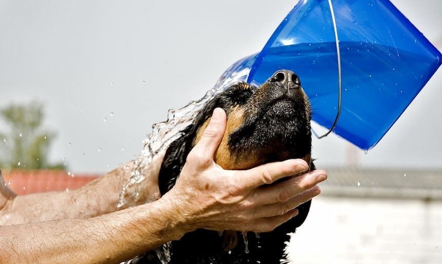 Hund wird mit einem Eimer Wasser geduscht