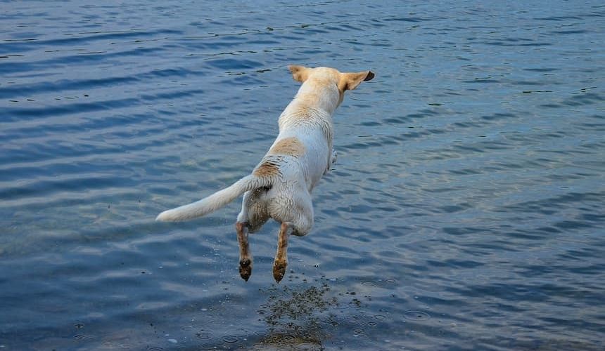 Weißer Hund mit braunen Flecken springt ins Wasser