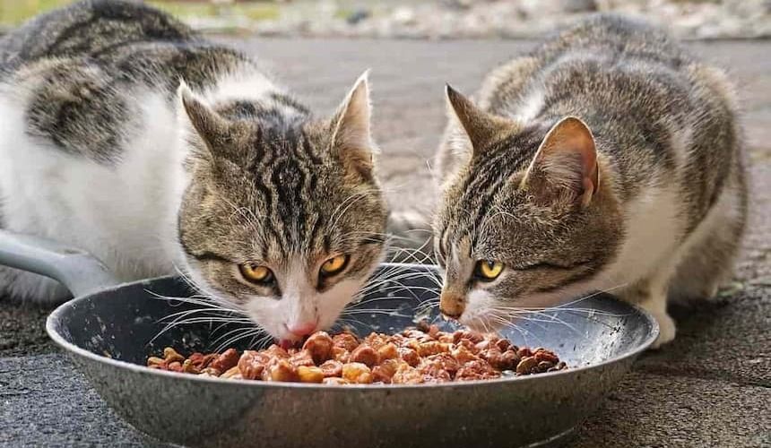 Zwei Katzen sitzen an einer Futterschüssel und essen Fleisch