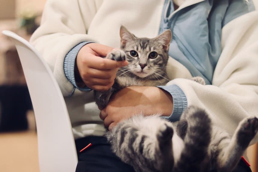 EIn Katze sitzt auf dem Schoß und winkt