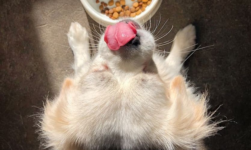 Trockenfutter beim Hund: Auf was sollte ich achten?