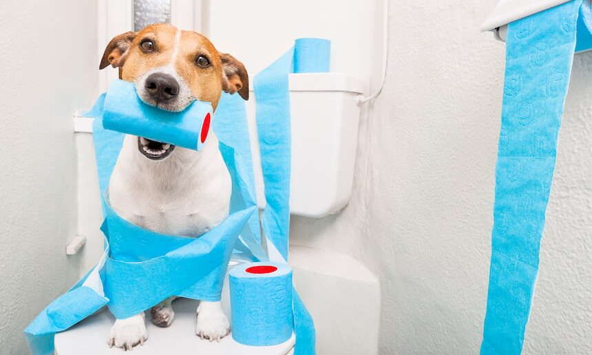 Ein Jack Russell Terrier sitz auf der Toilette und spielt mit der Klopapierrolle
