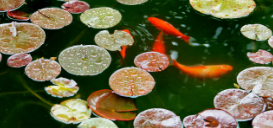 Die Teichsaison startet