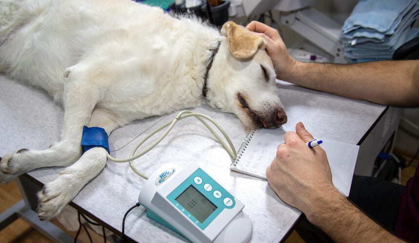 Weißer Hund liegt mit geschlossenen Augen auf einem Behandlungstisch und ist an ein medizinisches Gerät angeschlossen