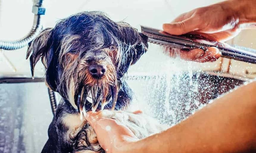 Hunde duschen meistens nicht so gerne