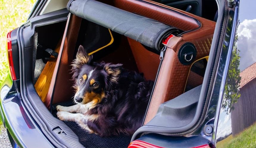 Hund guckt aus dem Kofferraum