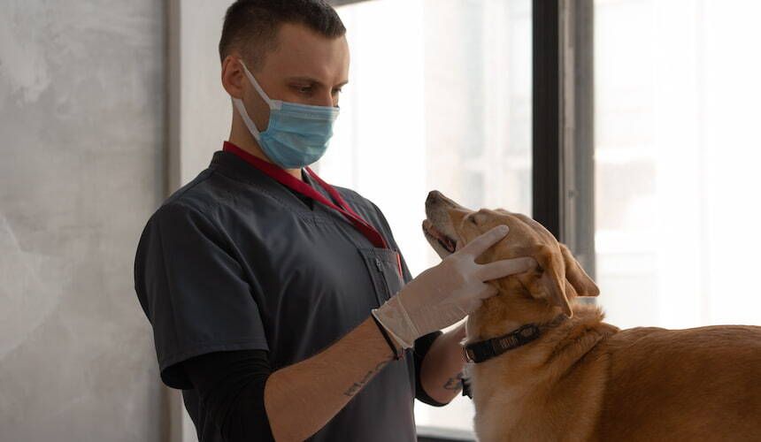 Arzt oder Pfleger mit hellblauem Mundschutz untersucht einen großen goldbraunen Hund