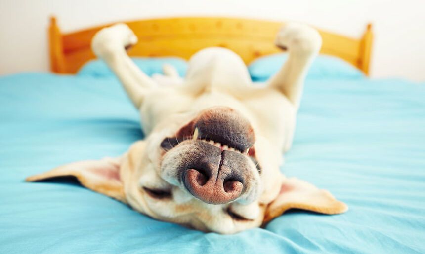 Hund liegt grinsend auf dem Rücken auf dem Bett