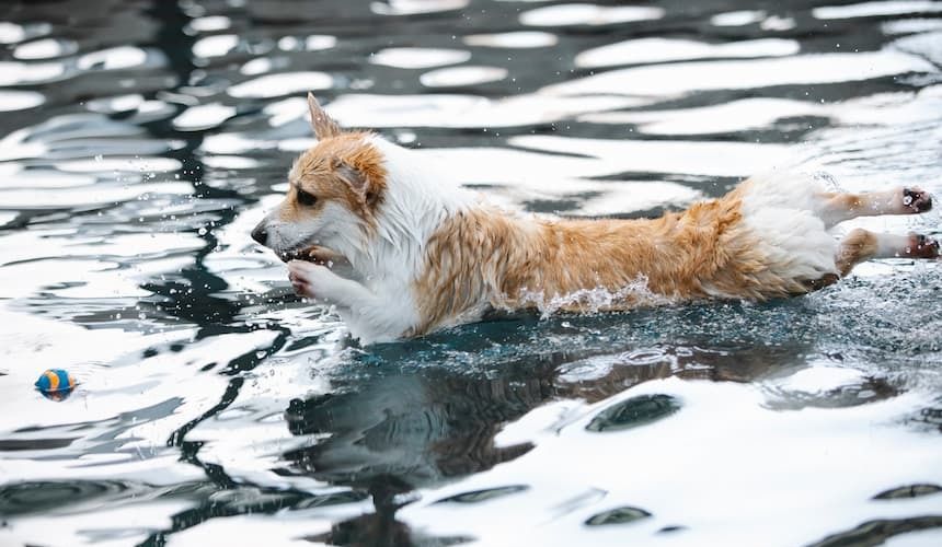 Hund schwimmt und spielt im Wasser