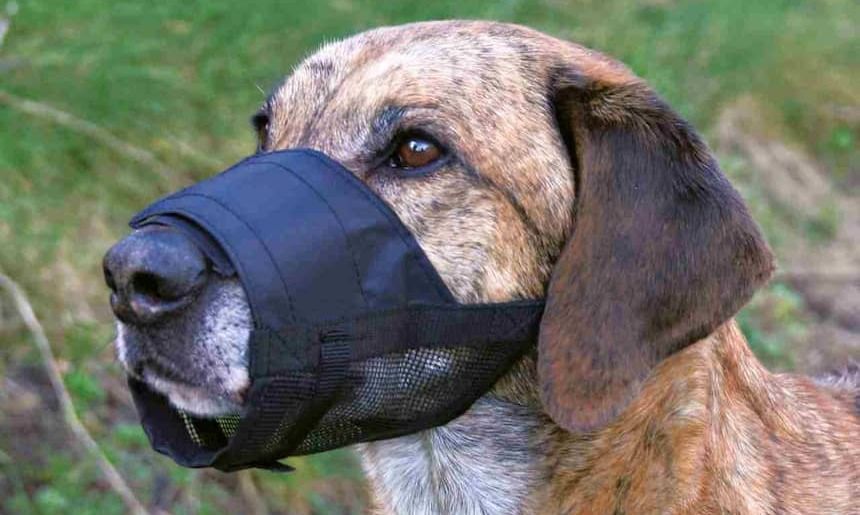 Brauner kurzhaariger Hund im Profil trägt einen schwarzen Maulkorb