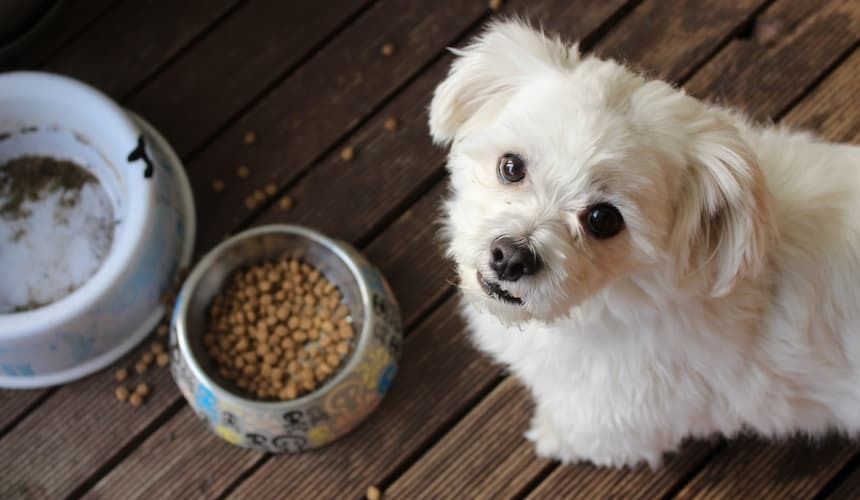 Kleiner weißer Hund mit Trockenfutter