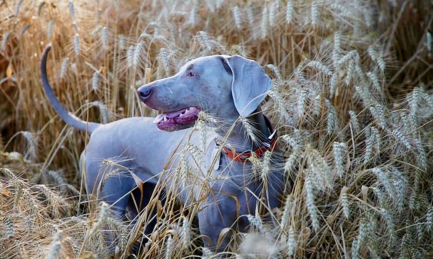 Ein (Hunde-) Bett im Kornfeld