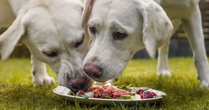 Der natürliche Weg der Tierernährung