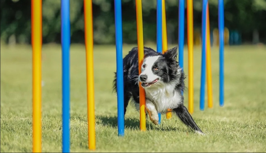 Agility