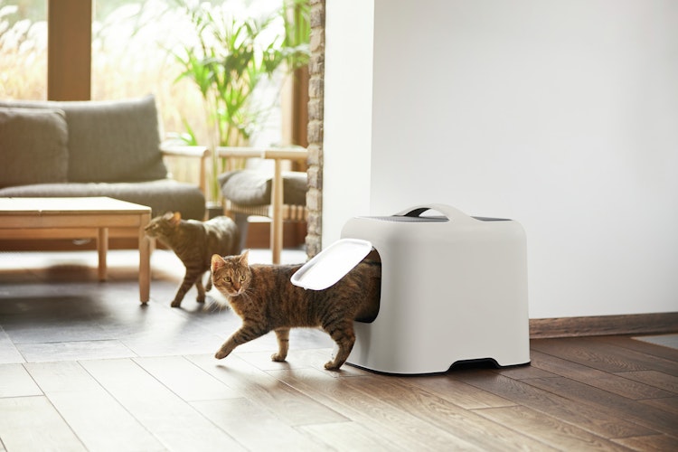 Rotho Biala Katzentoilette