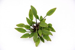 Cryptocoryne lutea 'Hobbit' Topf