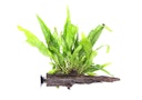 Vorschaubild Microsorum pteropus
