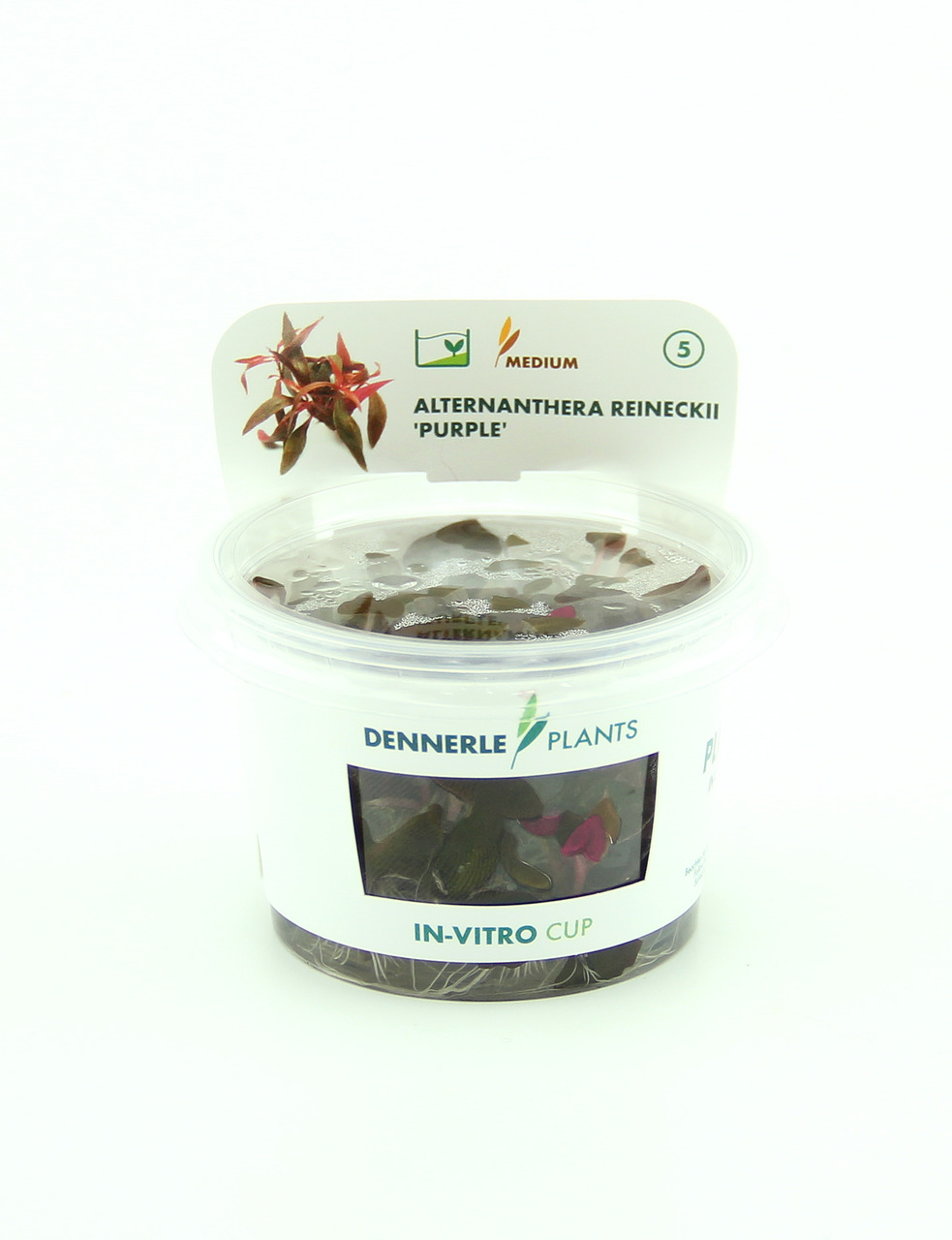 Alternanthera reineckii 'lila' In-Vitro