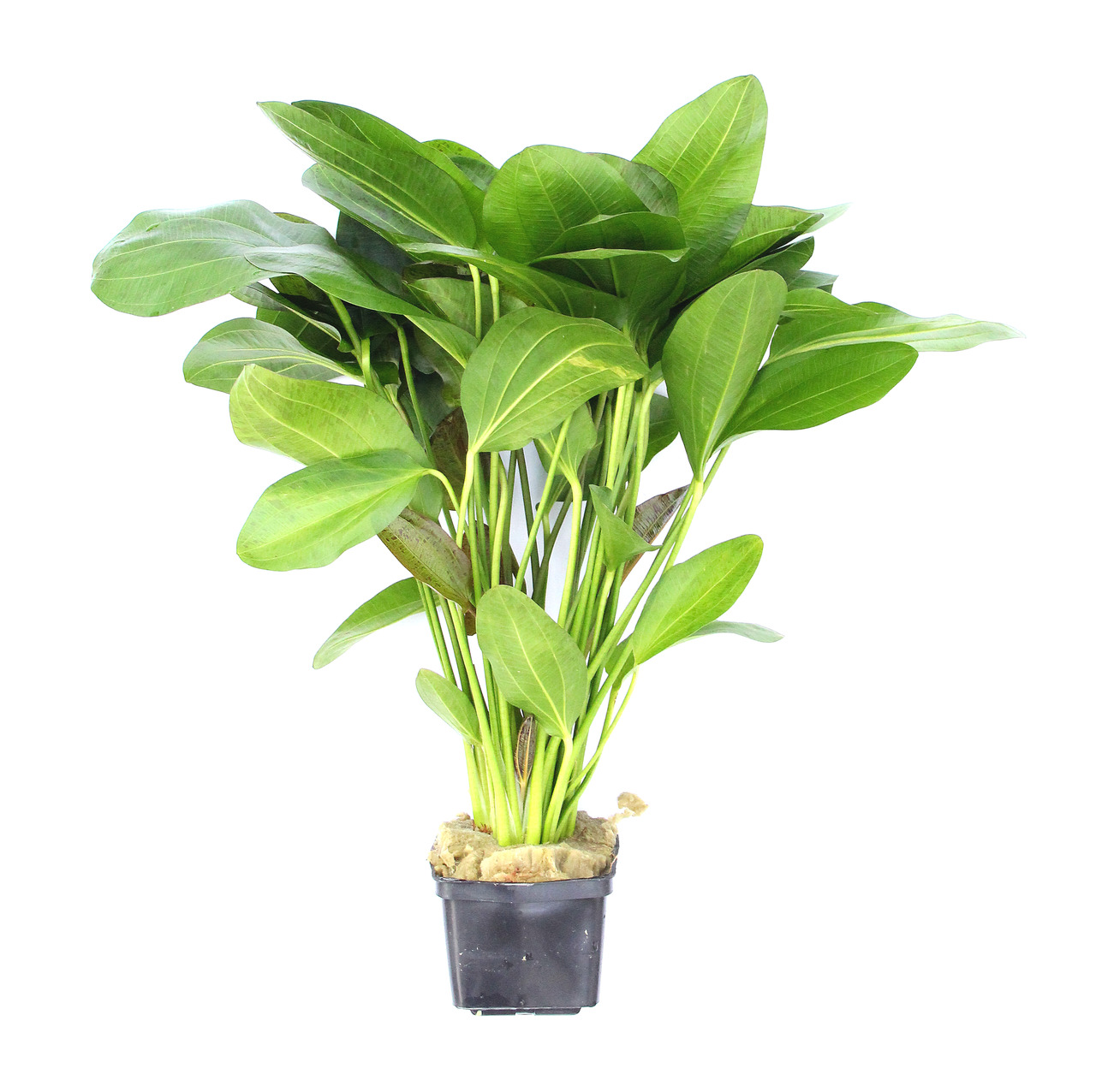 Echinodorus 'Ozelot'