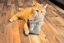 Vorschaubild Aumüller Katzenspielkissen True love mittel hellgrau