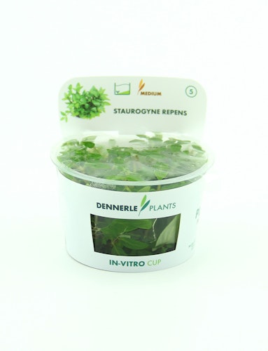 Staurogyne repens