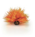 Vorschaubild biOrb Seelilie feuer (46085)