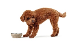 HUNTER Futternapf Graz 160ml Hunde- und Katzenfutternapf