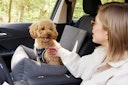 Vorschaubild WOLTERS Dog Traveling Autositz 50 x 40 x 25 cm dunkelgrau
