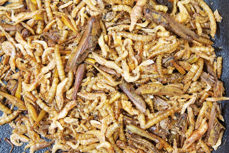 JR FARM Nager Eiweiß-Cocktail Nahrungsergänzung für Kleintiere JR FARM Nager Eiweiß-Cocktail Nahrungsergänzung für Kleintiere