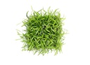 Vorschaubild Lilaeopsis brasiliensis
