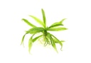 Vorschaubild Helanthium bolivianum 'Quadricostatus' In-Vitro