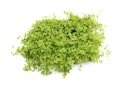 Vorschaubild Micranthemum tweediei