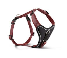 Wolters Professional Comfort rost rot Hundegeschirr