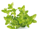 Vorschaubild Bacopa caroliniana Topf