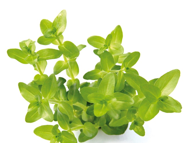 Bacopa caroliniana Topf
