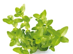 Bacopa caroliniana Topf