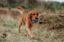 Vorschaubild HUNTER Billund Bär grau Hundespielzeug
