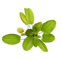 Vorschaubild Echinodorus 'Getüpfelter Harbich' Topf