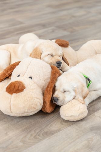 TRIXIE Ankuschelhund Benny, Plüsch, 75 cm, beige/braun