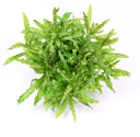 Vorschaubild Pogostemon helferi