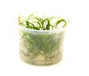 Vorschaubild Helanthium tenellum 'rot' In-Vitro