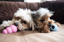 Vorschaubild KONG Puppy Hundespielzeug