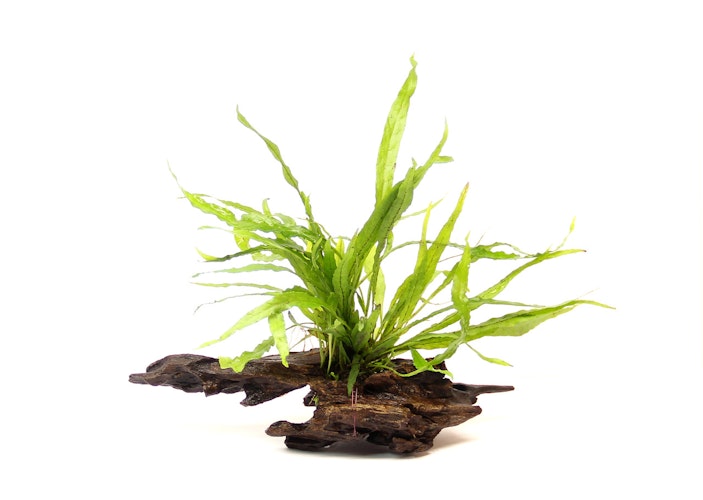 Microsorum pteropus
