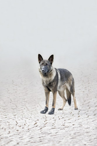 TRIXIE Pfotenschutz Walker Active schwarz (2 Stück)