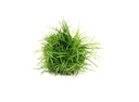 Vorschaubild Eriocaulon cinereum In-Vitro